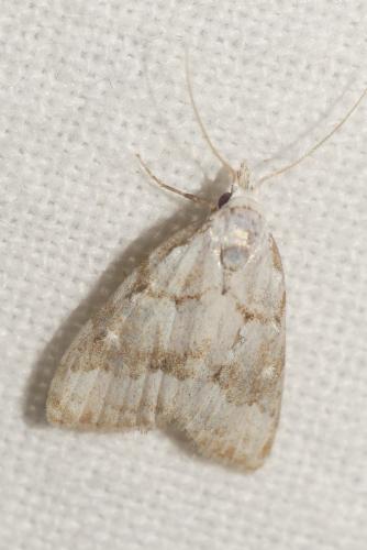 Réf. 209 383 : Nola aerugula